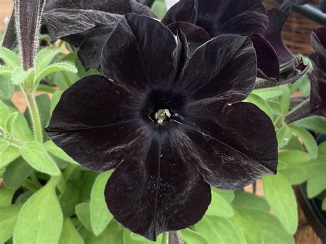 The Allure of Black Magic Petunias: Where to Purchase Them Locally